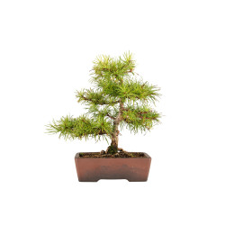 Larix decidua - B5270