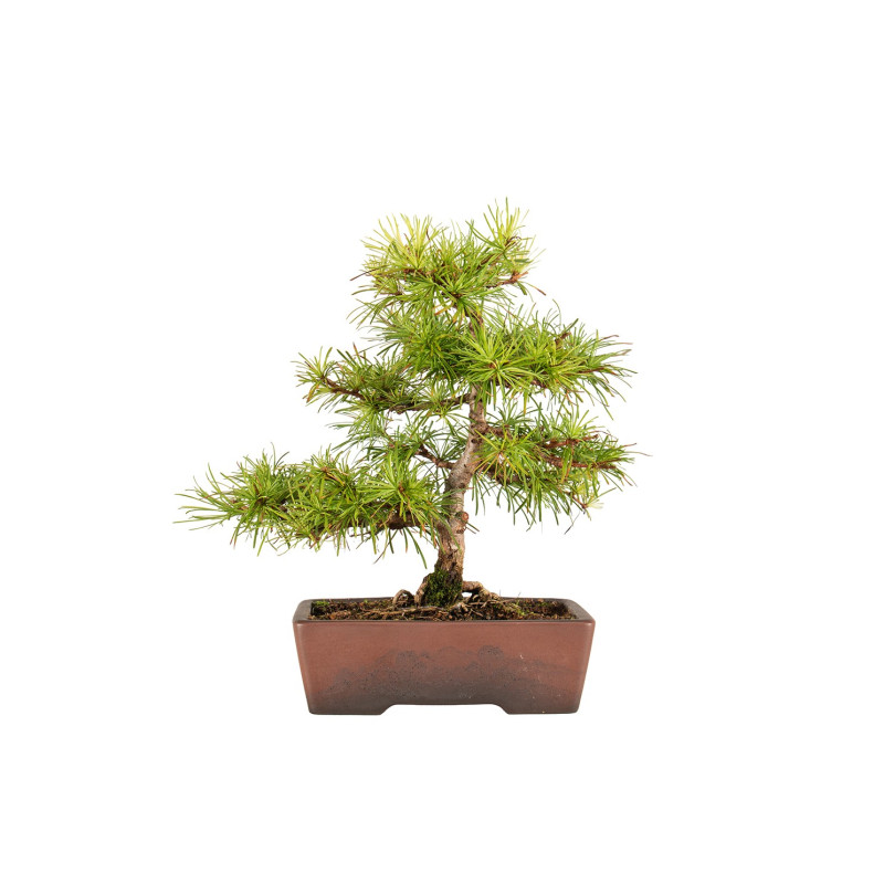 Larix decidua - B5270