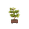 Larix decidua - B5270