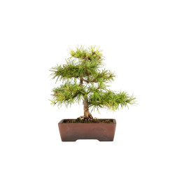 Larix decidua - B5270