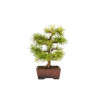 Larix decidua - B5270