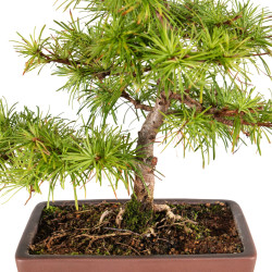 Larix decidua - B5270