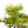Larix decidua - B5270