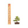 Larix decidua - B5270