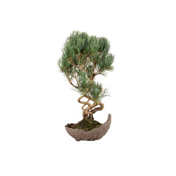 Pinus parviflora - B5273