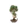 Pinus parviflora - B5273