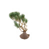 Pinus parviflora - B5273