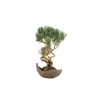 Pinus parviflora - B5273