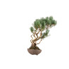 Pinus parviflora - B5273