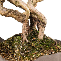 Pinus parviflora - B5273
