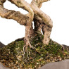 Pinus parviflora - B5273