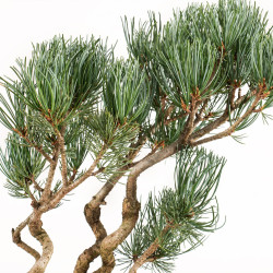 Pinus parviflora - B5273