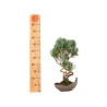 Pinus parviflora - B5273