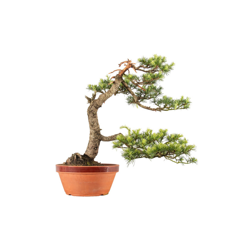 Cedrus spp. - B5276