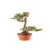 Cedrus spp. - B5276