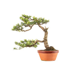 Cedrus spp. - B5276