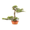Cedrus spp. - B5276