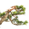 Cedrus spp. - B5276
