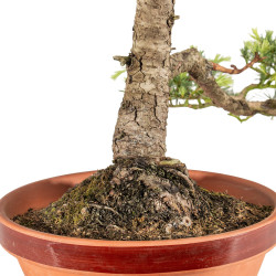 Cedrus spp. - B5276