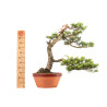 Cedrus spp. - B5276