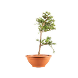 Larix decidua - B5243