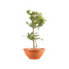 Larix decidua - B5243