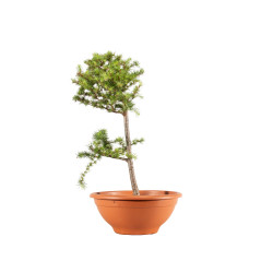 Larix decidua - B5243