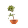 Larix decidua - B5243