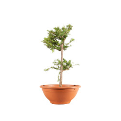 Larix decidua - B5243