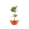 Larix decidua - B5243