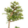 Larix decidua - B5243