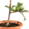 Larix decidua - B5243