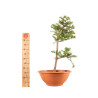 Larix decidua - B5243