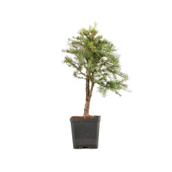 Larix decidua - B5244