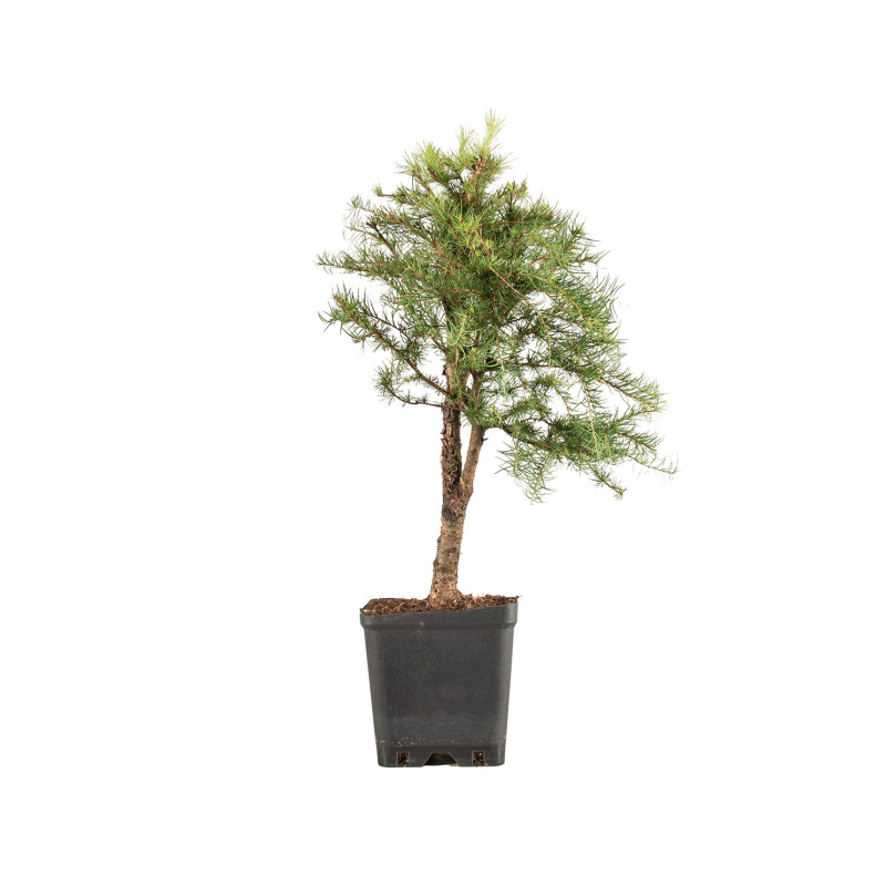 Larix decidua - B5244