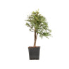 Larix decidua - B5244