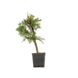 Larix decidua - B5244