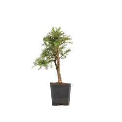 Larix decidua - B5244