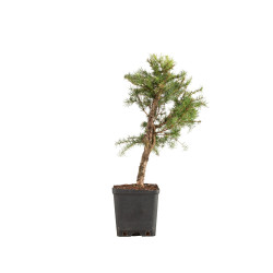 Larix decidua - B5244