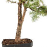 Larix decidua - B5244
