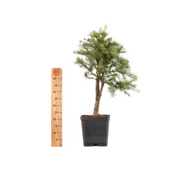Larix decidua - B5244