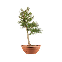 Larix decidua - B5245