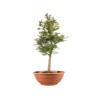 Larix decidua - B5245