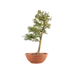 Larix decidua - B5245