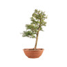 Larix decidua - B5245