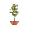 Larix decidua - B5245