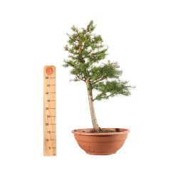 Larix decidua - B5245