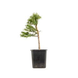 Larix decidua - B5246