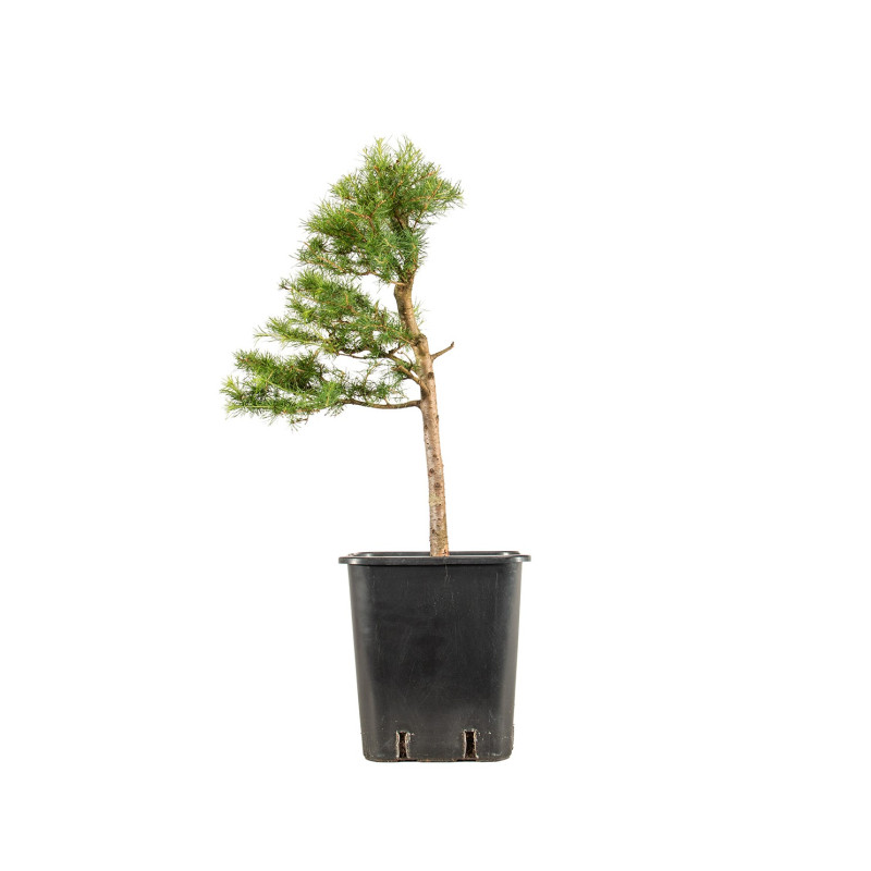 Larix decidua - B5246