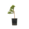 Larix decidua - B5246